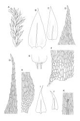 
  Brachythecium. A–F: B. rutabulum. A, branch detail. B, stem leaf. C, branch leaf. D, stem leaf apex. E, stem leaf insertion. F, alar cells of stem leaf. G–K: B. velutinum: G, stem leaf apex. H, alar cells of stem leaf. I, stem leaf. J, branch leaf. K, abaxial costal spine. B. rutabulum drawn from B.H. Macmillan 87/58, CHR 413402. B. velutinum drawn from K.W. Allison 4660, CHR 477815.
 Image: R.C. Wagstaff © Landcare Research 2019 CC BY 3.0 NZ